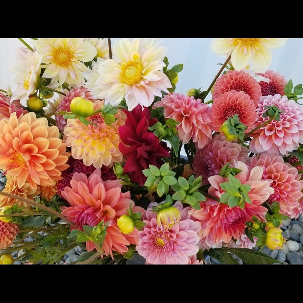 Meet your Posher, Deborah